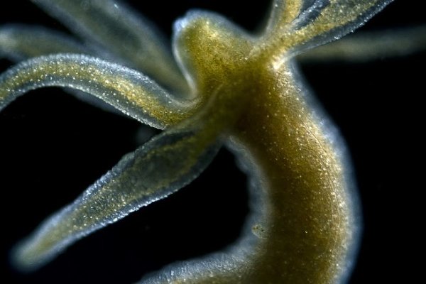 Kraken 12 at что это